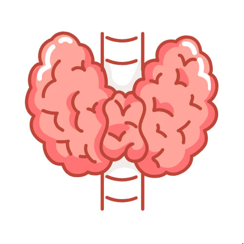 Endocrine System Simplified
